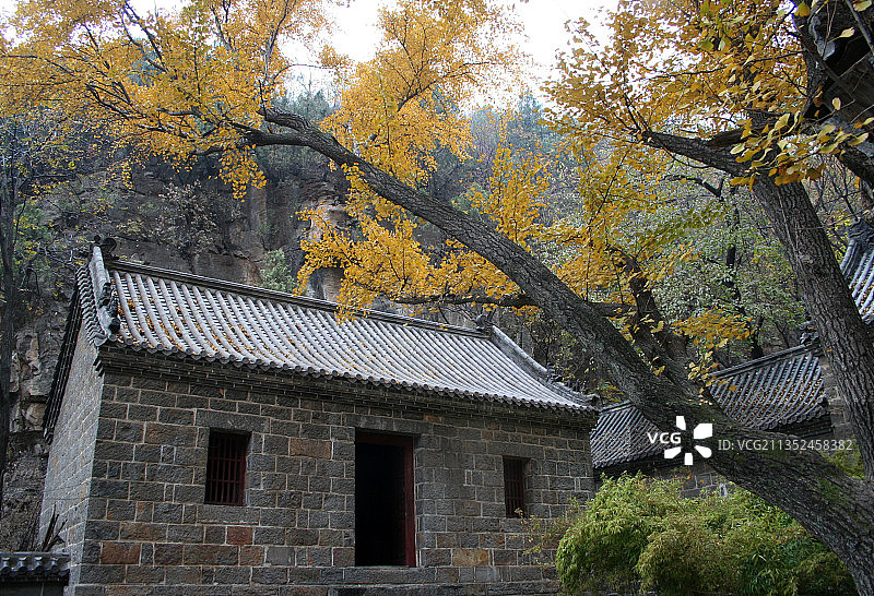 山东枣庄抱犊崮三清观古银杏树图片素材