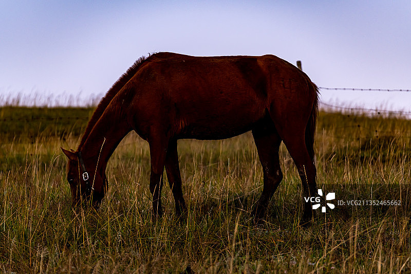 河北承德丰宁坝上草原.秋天清晨的牧马人图片素材