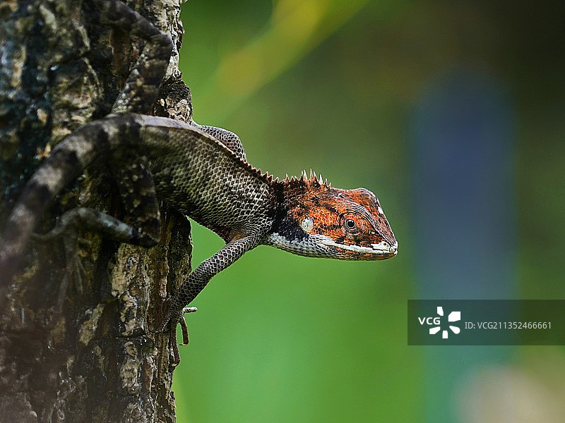 变色树蜥在树上图片素材