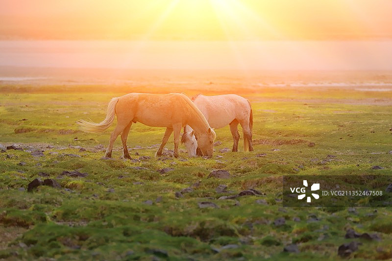 宁静的草原图片素材
