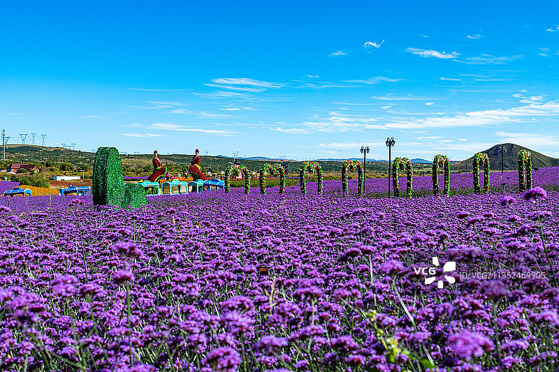 内蒙古锡林郭勒多伦湖花海景观图片素材