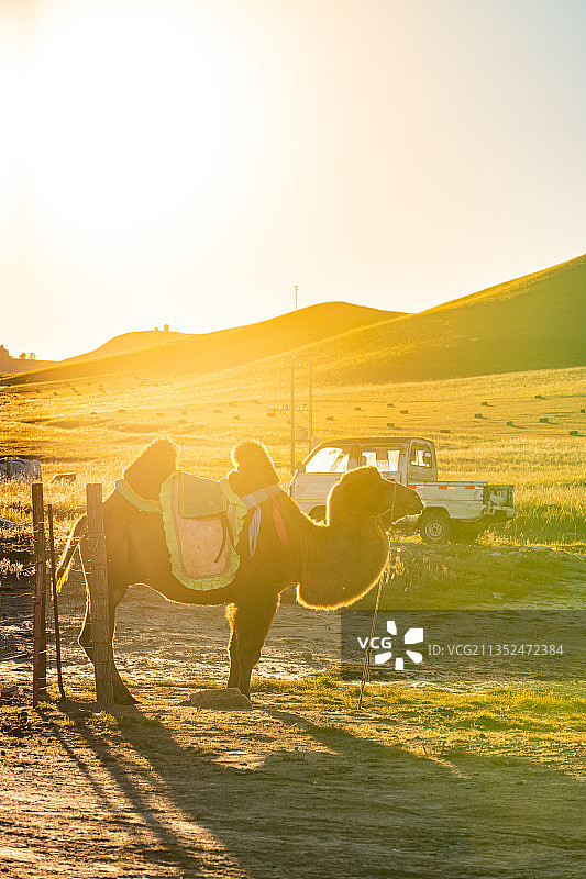 内蒙古乌兰布统草原骆驼.夕阳下的骆驼图片素材