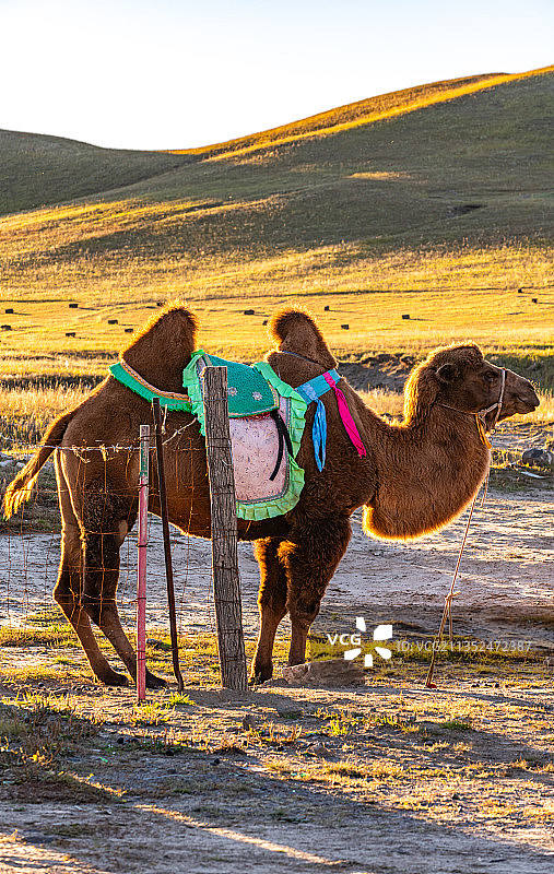 内蒙古乌兰布统草原骆驼.夕阳下的骆驼图片素材