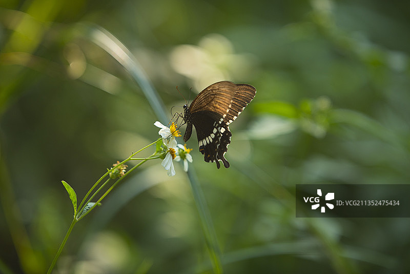 玉带凤蝶在花朵上授粉图片素材
