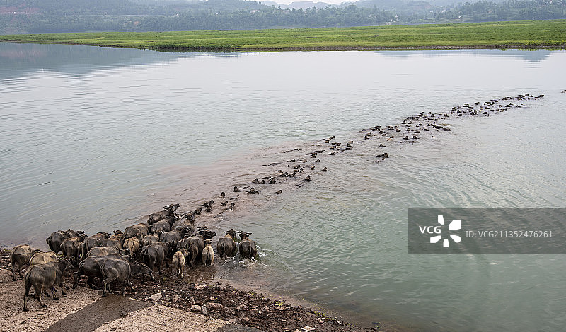 百牛渡江图片素材