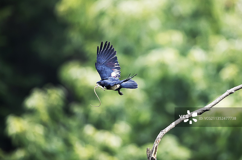 黑冠鹃隼与蜥蜴图片素材