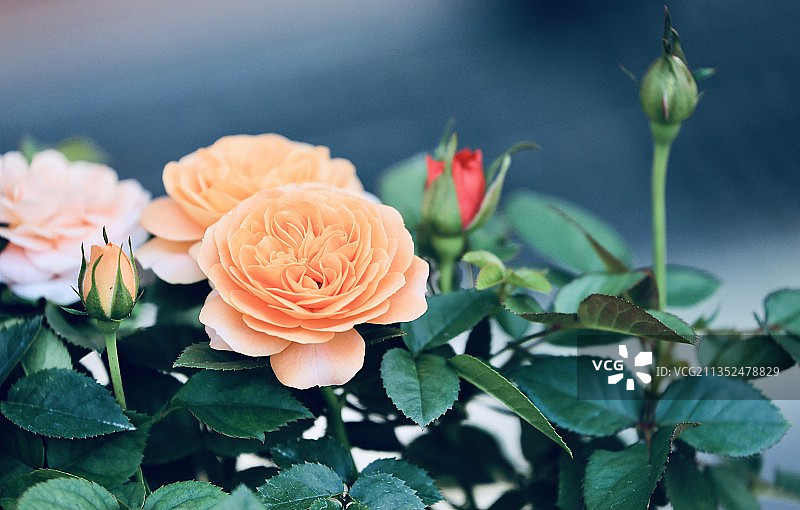 云台花园的钻石玫瑰图片素材