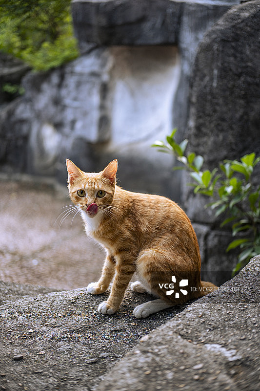 流浪猫橘猫图片素材