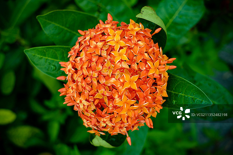 龙船花和昆虫图片素材