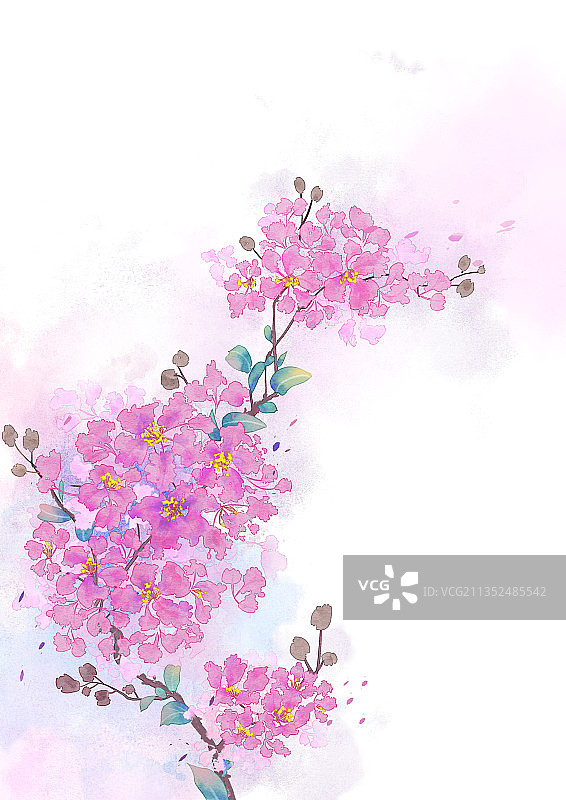 古风水彩紫薇花图片素材