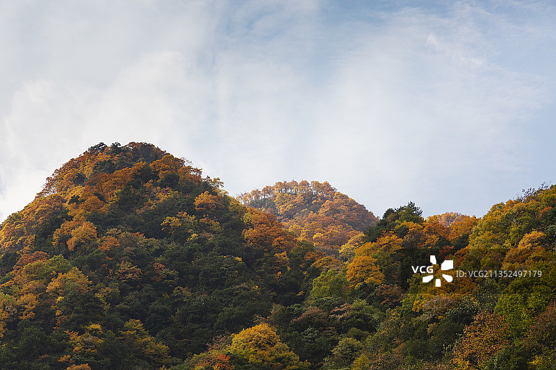低视角看秋天蓝天白云下四川光雾山谷图片素材