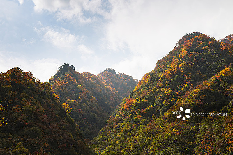 低视角看秋天蓝天白云下四川光雾山谷图片素材