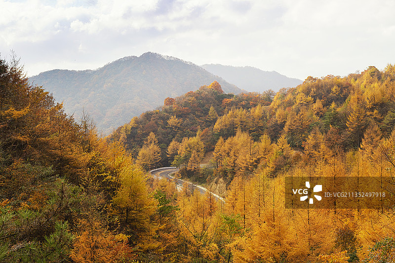秋天高视角下穿行在红叶中的四川光雾山景区蜿蜒小路图片素材