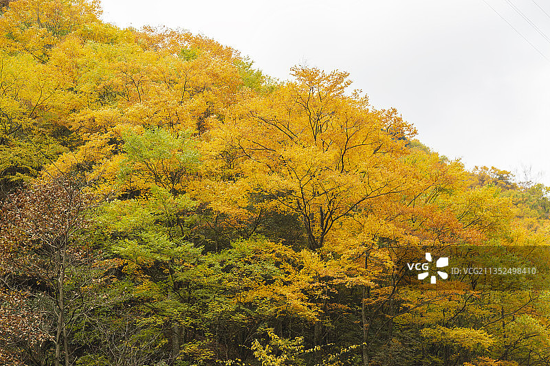 秋天四川光雾山景区群山红叶图片素材
