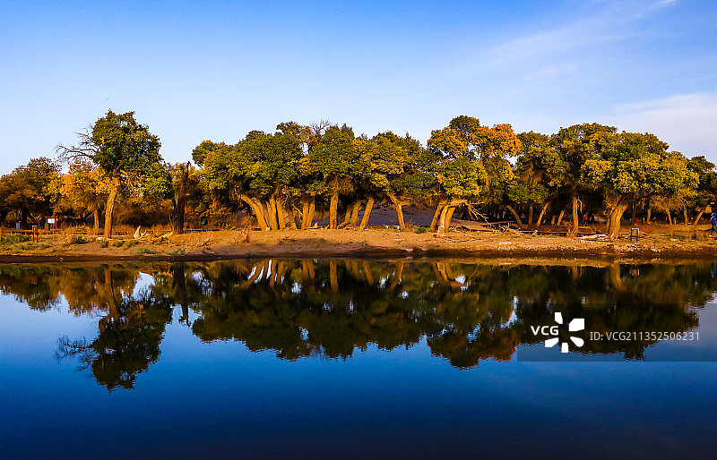 大漠胡杨.额济纳图片素材