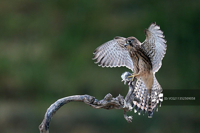 树枝上张开翅膀的一只隼图片素材