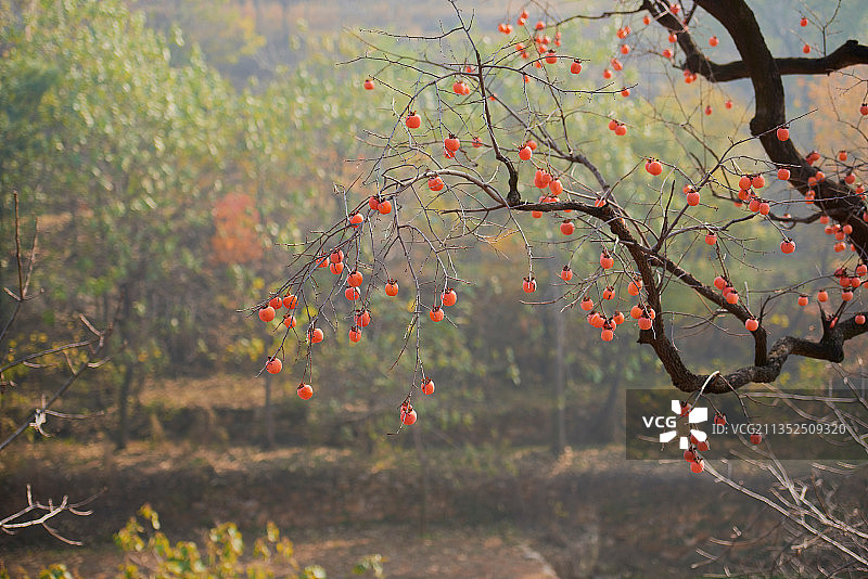 柿子图片素材