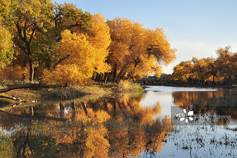 金秋十月额济纳胡杨林图片素材