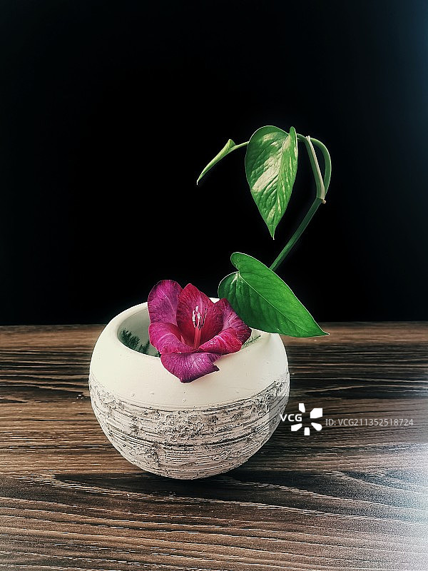 一花一叶图片素材