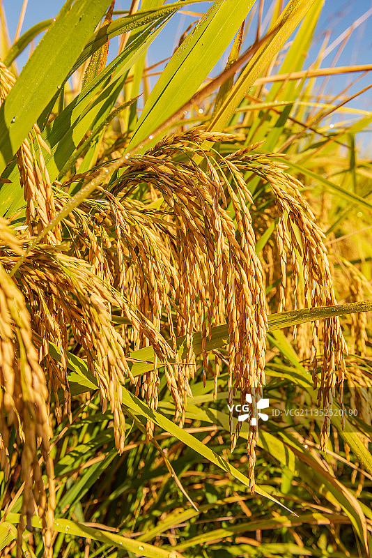 南坪秋色图片素材