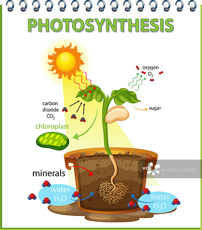植物光合作用过程图图片素材