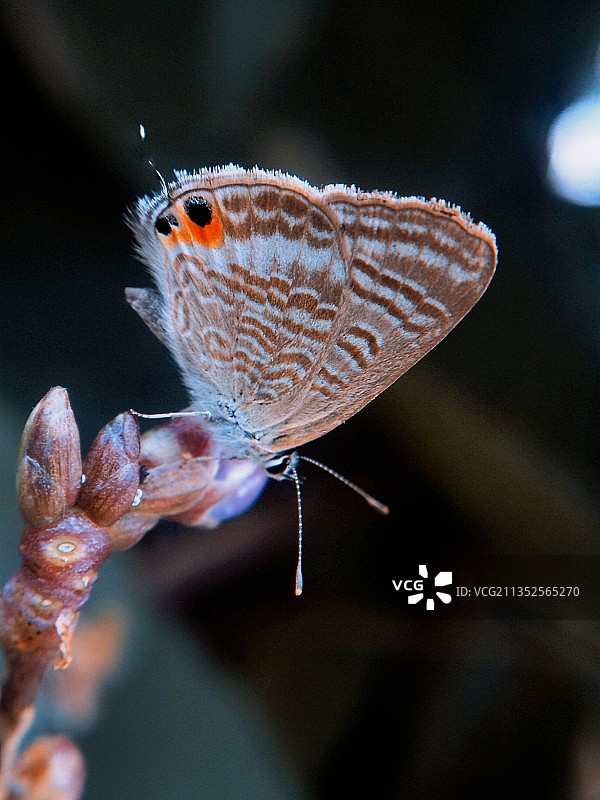 菜花蝴蝶图片素材