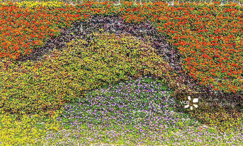 户外植物花卉景观墙图片素材