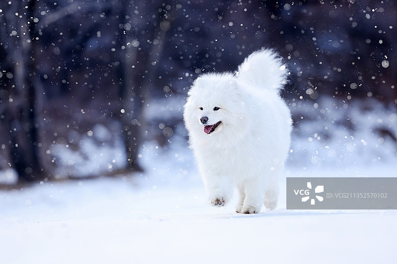 雪地上的萨摩耶犬日本柴犬图片素材