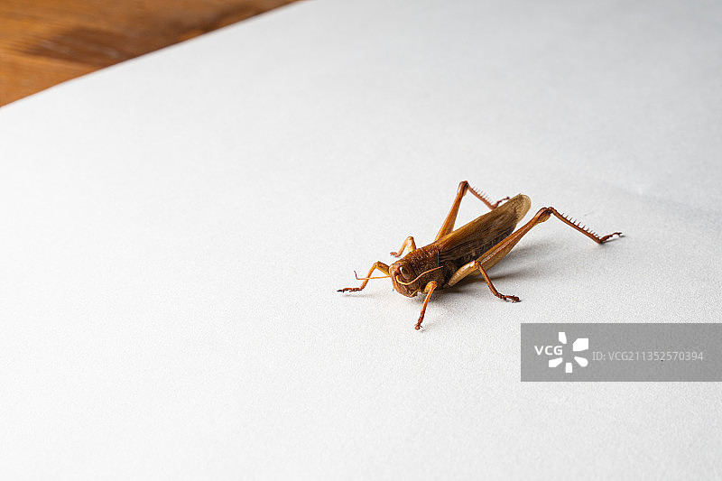 蝗虫图片素材