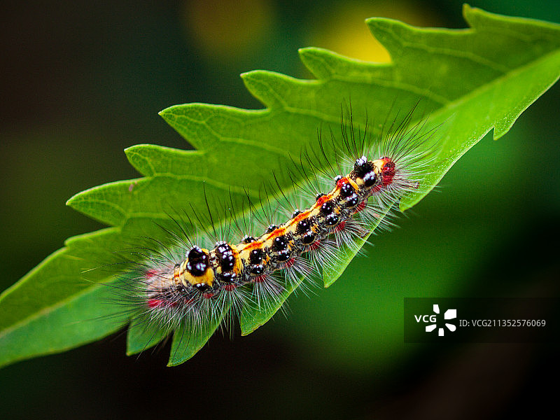 毛毛虫图片素材