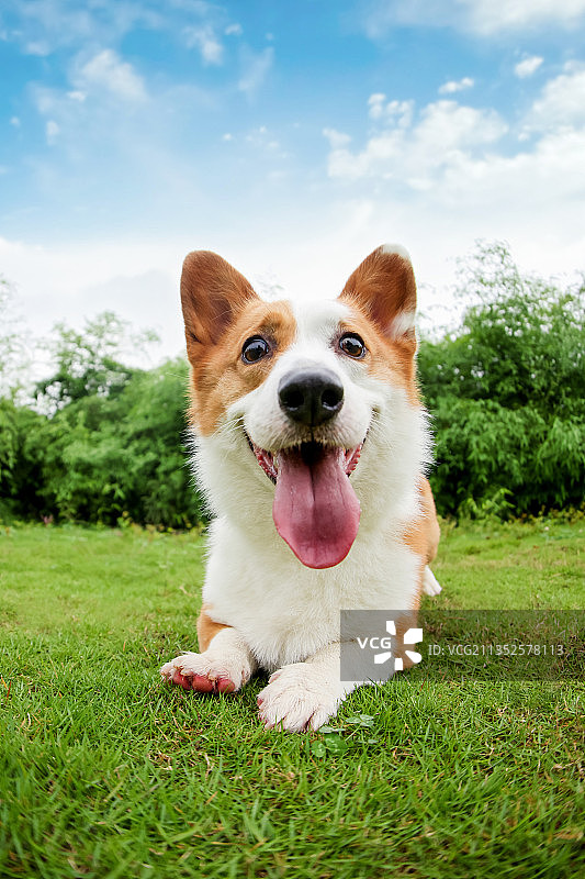 可爱的柯基犬图片素材