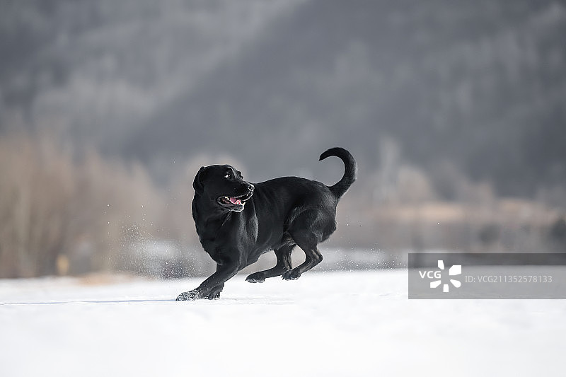 雪地上奔跑的拉布拉多猎犬图片素材