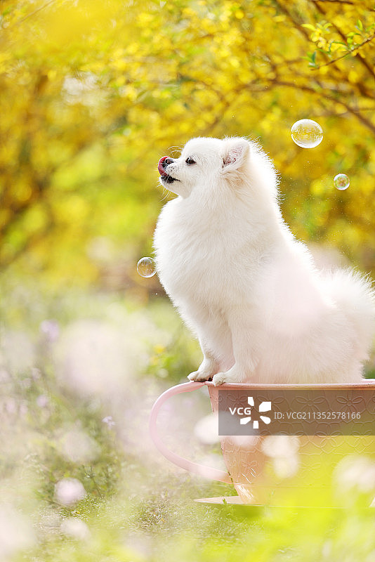 花海中的博美犬图片素材