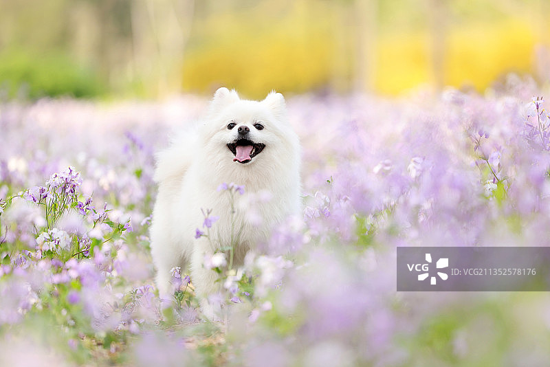 花海中的博美犬图片素材