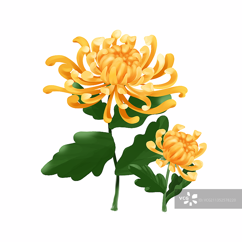 菊花重阳节图片素材