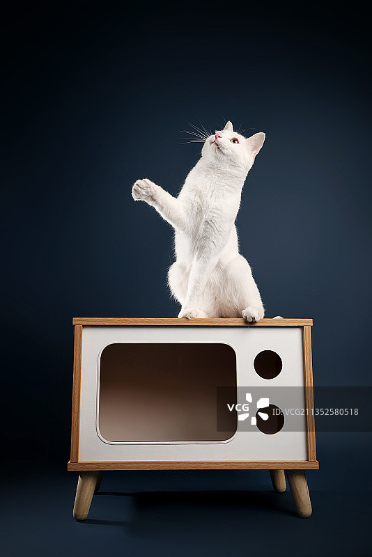 可爱的白猫图片素材