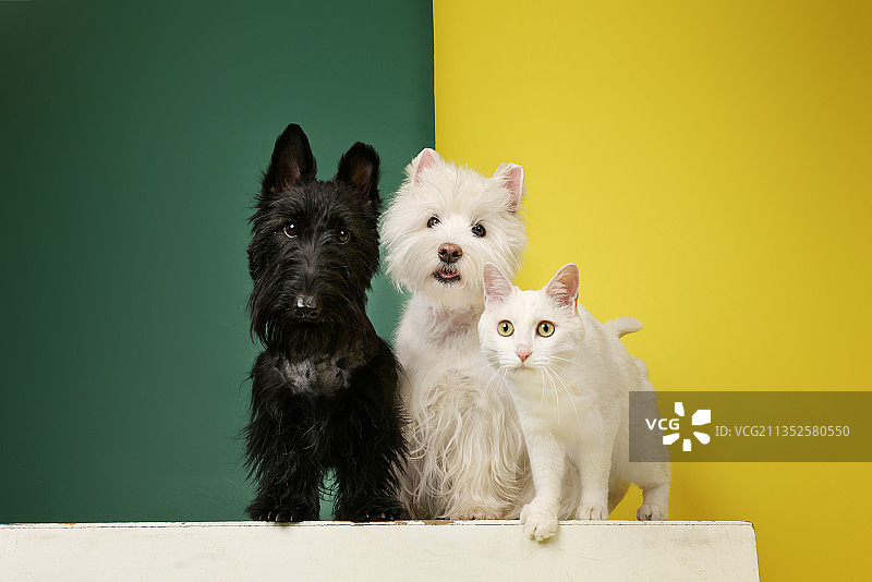 可爱的西高地白梗和苏格兰梗和白猫图片素材