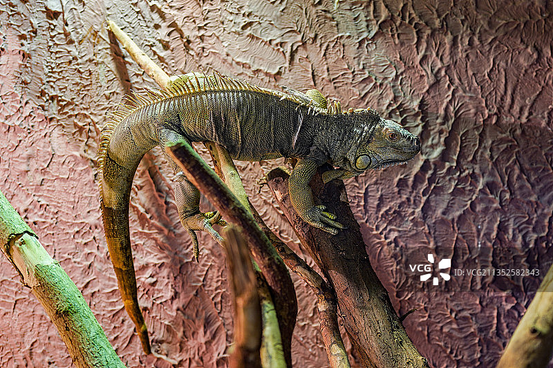 枯树枝上的一只鬣蜥图片素材