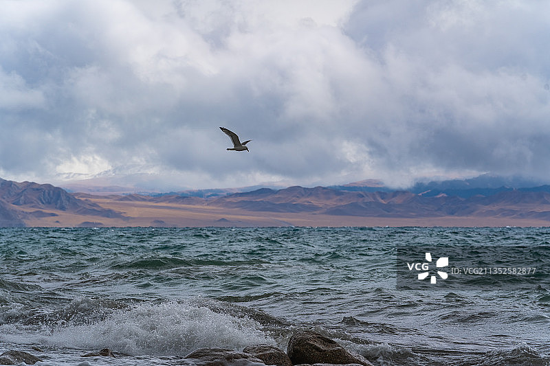 赛里木湖上的白翅浮鸥图片素材