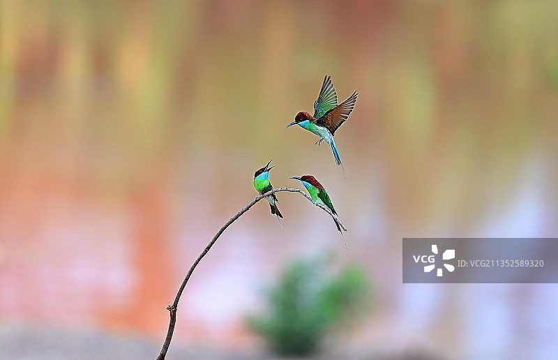 玲珑仙子～蓝喉蜂虎图片素材