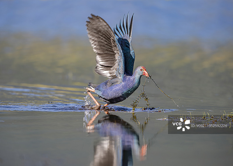 紫水鸡图片素材