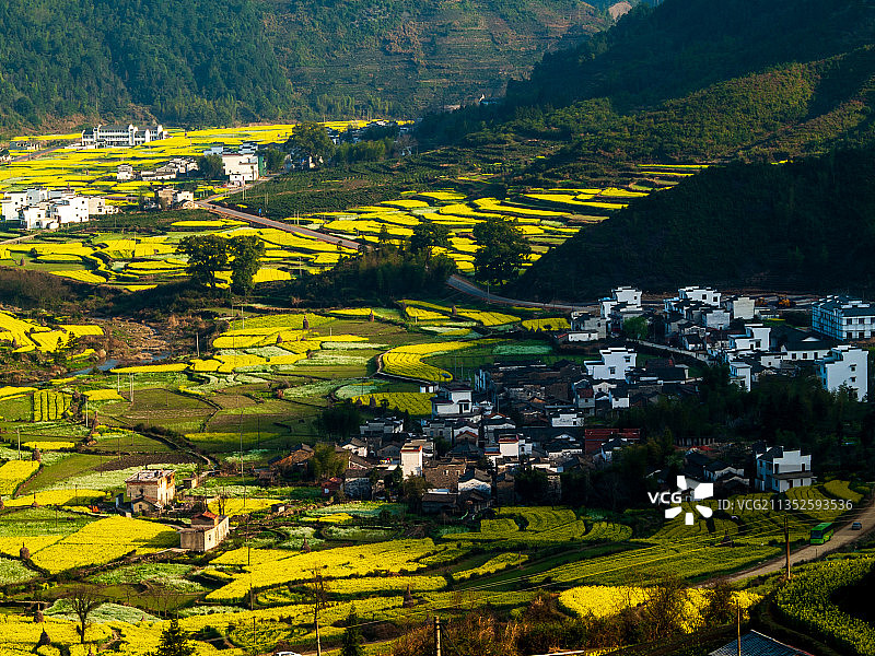 江西婺源的春天图片素材