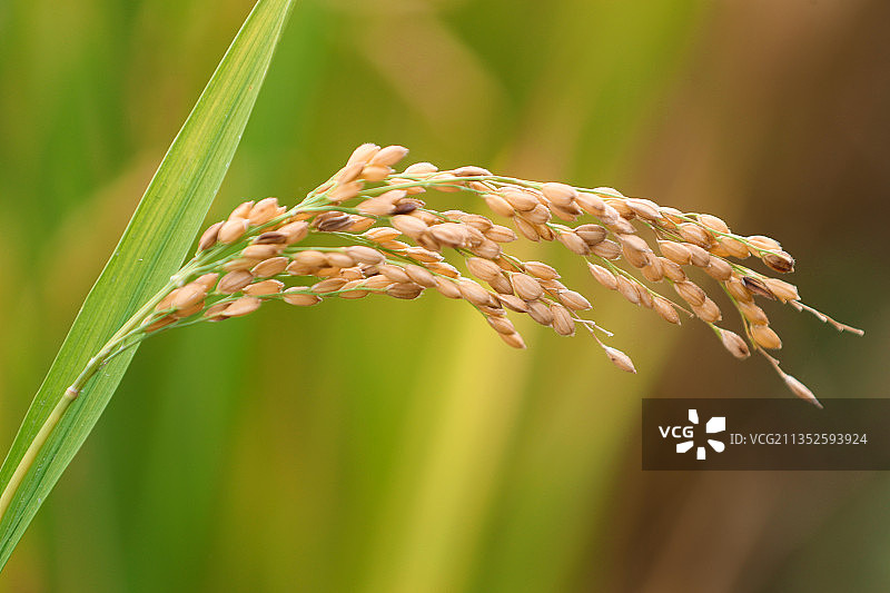 水稻成熟图片素材