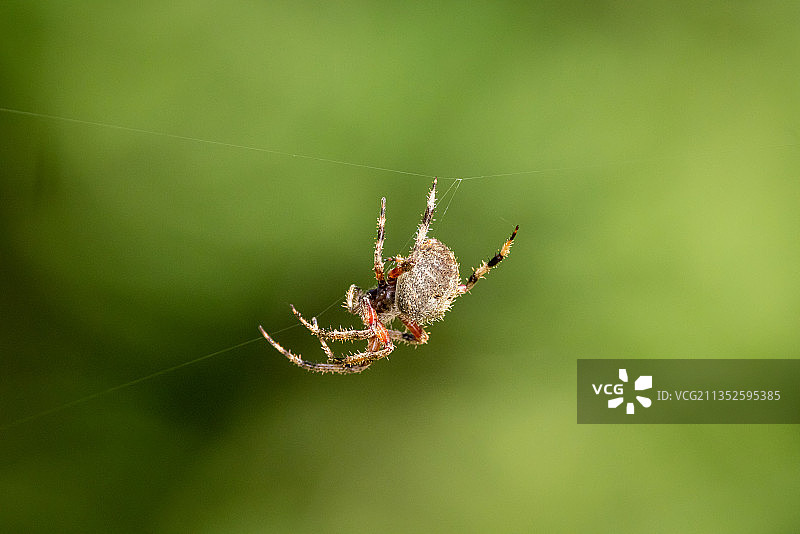 花园的蜘蛛图片素材