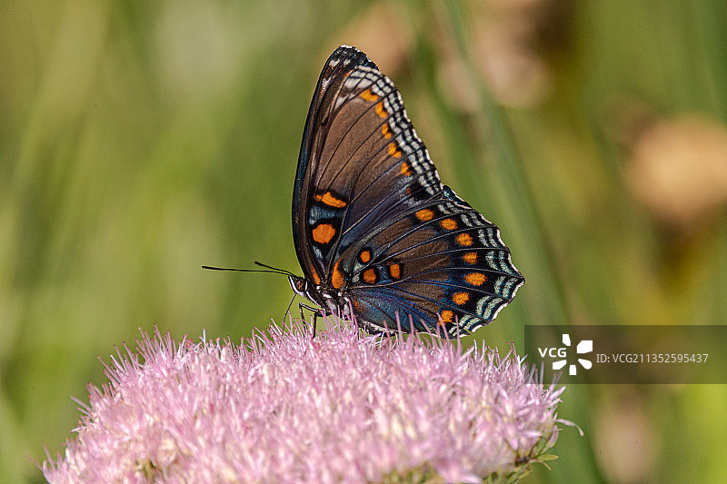 东方虎凤蝶图片素材