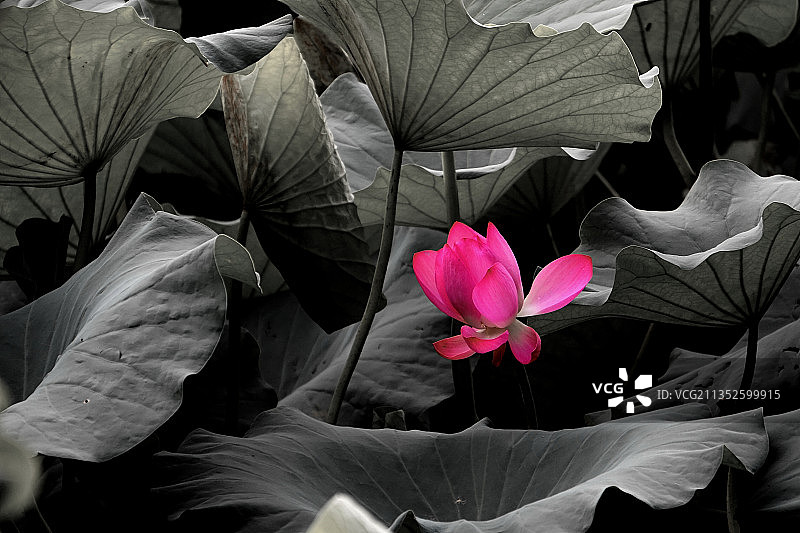 荷塘里的荷花单色创意效果图片素材