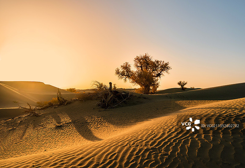 大漠胡杨（二）图片素材