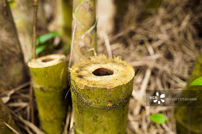 被砍伐的竹子 显示出竹筒空心的内部图片素材