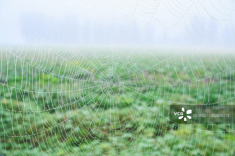 雾与露与网 _ 雨季湿蜘蛛网特写图片素材