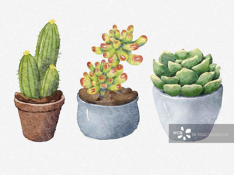 多肉植物水彩插画图片素材